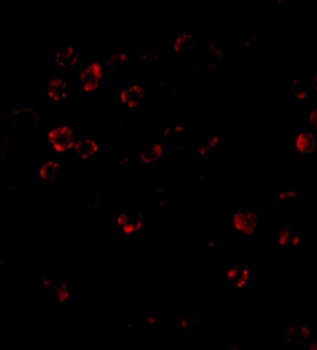 DISC1 Antibody