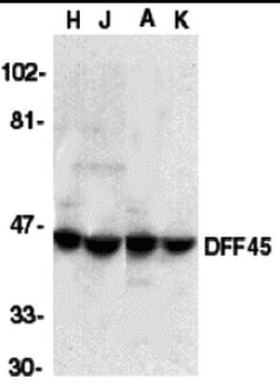 DFFA Antibody