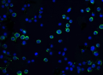 DFFA Antibody
