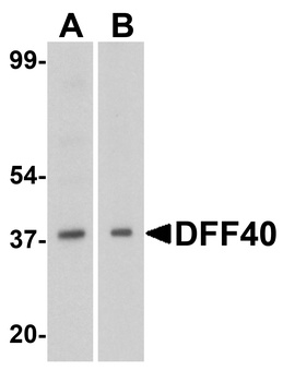 Dffb Antibody