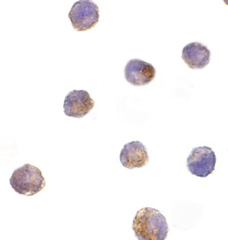 Dffb Antibody
