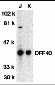 Dffb Antibody