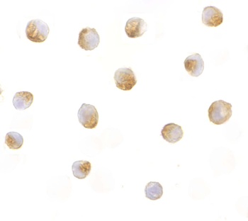 Dffb Antibody
