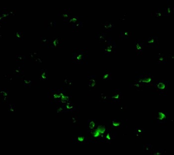 Dffb Antibody