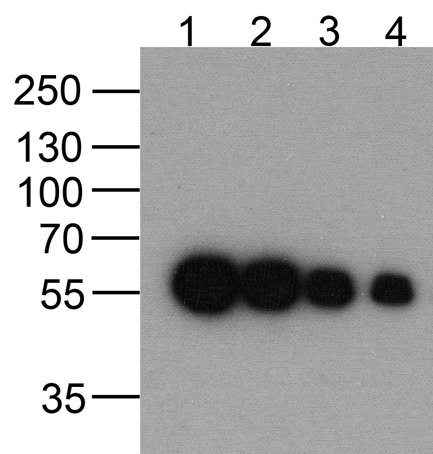DDDDK-tag Antibody [1D1B12]