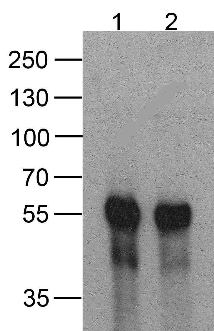 DDDDK-tag Antibody [1D1B12]