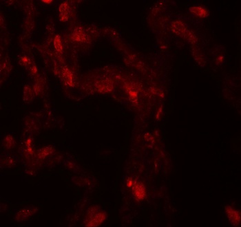 DDC Antibody