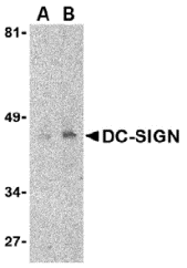 CD209 Antibody