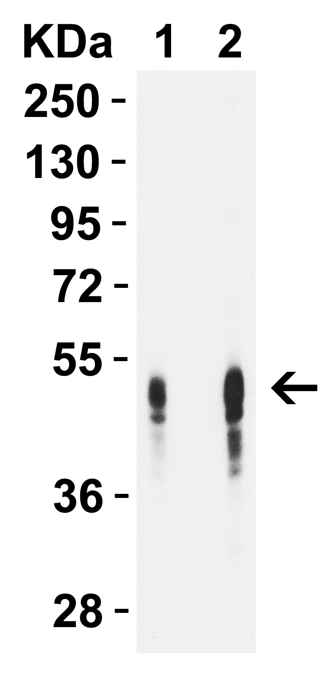 CD209 Antibody