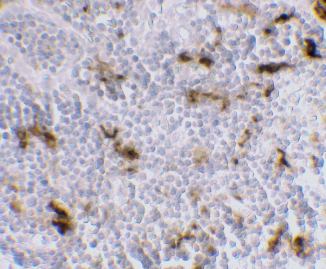 CD209 Antibody