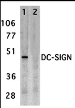 CD209 Antibody