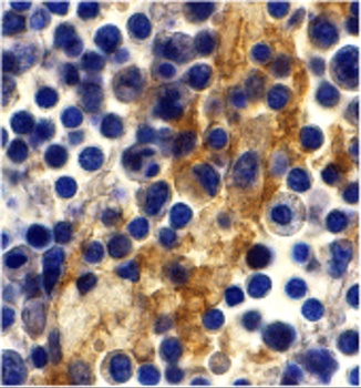 CD209 Antibody