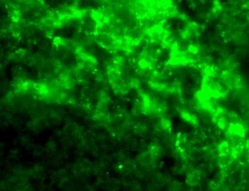 CD209 Antibody
