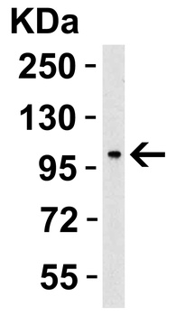 PPARGC1A Antibody