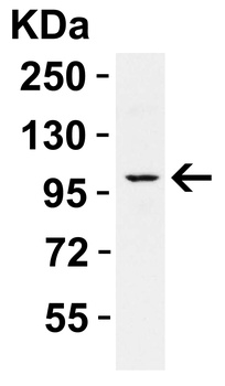 PPARGC1A Antibody