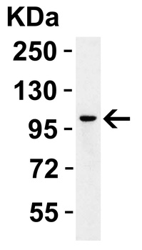 PPARGC1A Antibody