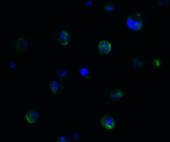 PPARGC1A Antibody