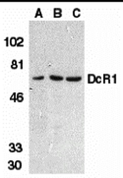 DcR1 Antibody