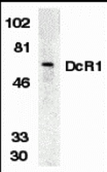 TNFRSF10C Antibody