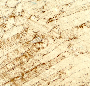 DCNP1 Antibody