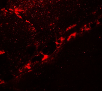 DCNP1 Antibody