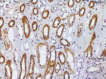 PRDM16 Antibody