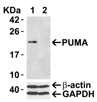 PUMA Antibody