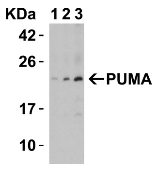 BBC3 Antibody