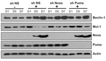 PUMA Antibody