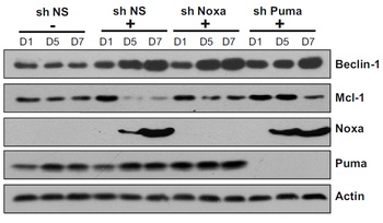 BBC3 Antibody