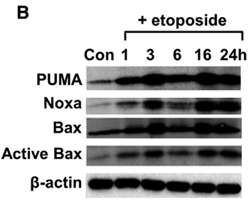 PUMA Antibody