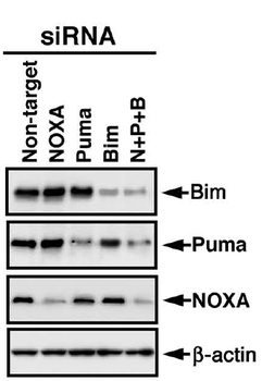 PUMA Antibody