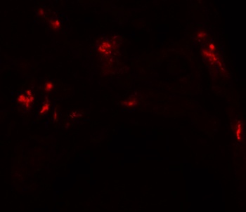 DBX1 Antibody