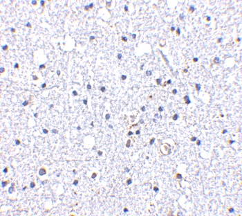 DARC Antibody