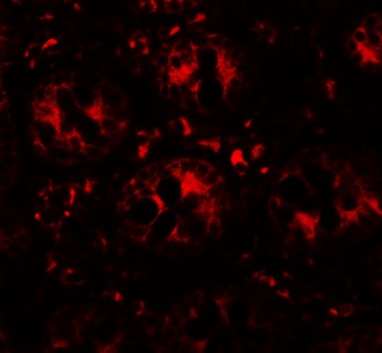 DAP Antibody