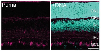 PUMA Antibody