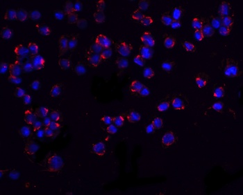 PUMA Antibody