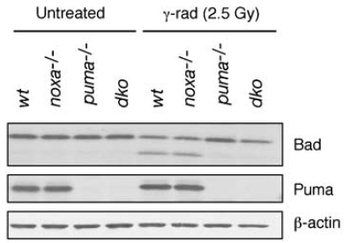 PUMA Antibody