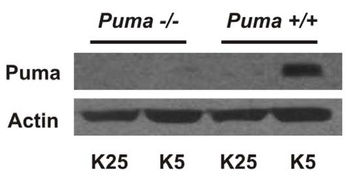 PUMA Antibody