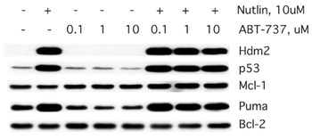 PUMA Antibody