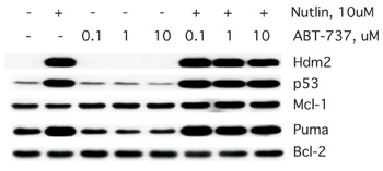 BBC3 Antibody