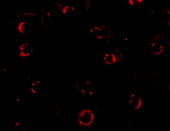 CXCR4-Lo Antibody