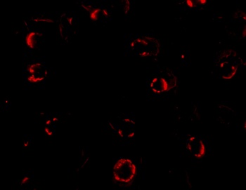 CXCR4 Antibody