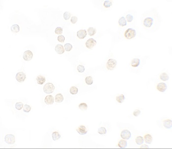 CXCL12 Antibody