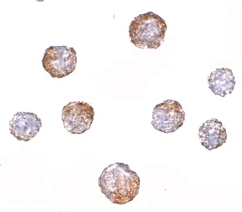 CUEDC2 Antibody