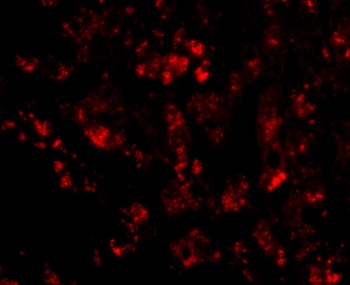CUEDC1 Antibody
