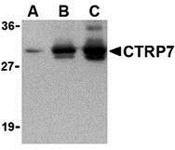 CTRP7 Antibody
