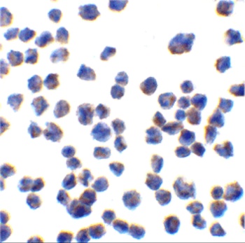 CTRP7 Antibody
