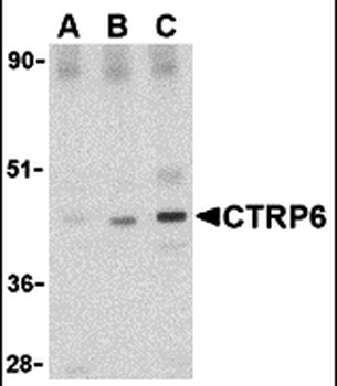 CTRP6 Antibody