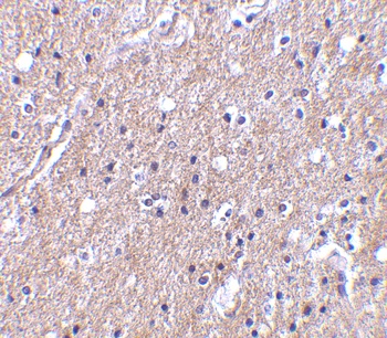 CTRP6 Antibody